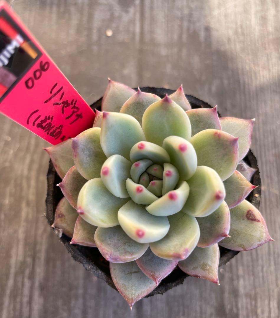 simijimi苗　リンゼアナ　赤札　ぼのぼの×二瓶　抜き苗　札付き