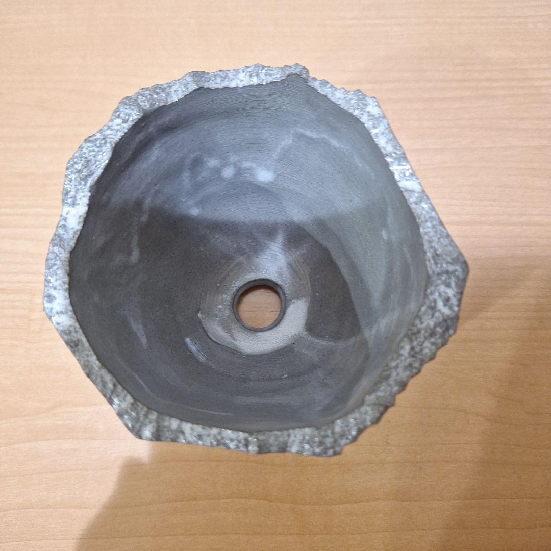 N/OH×BOTANIZE⭐澪標⭐ノウ×ボタナイズ鉢グラキリスパキプスオベサ