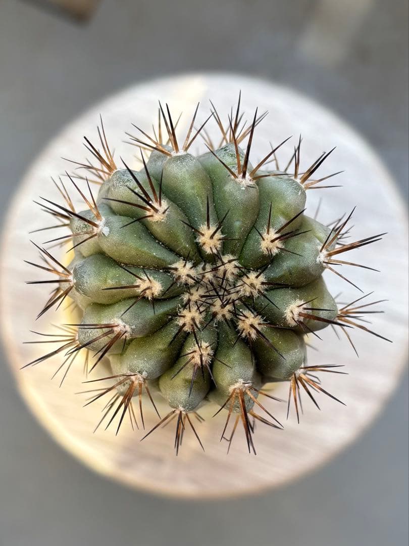 コピアポア 黒王丸 シネレア 接ぎ木 サボテン