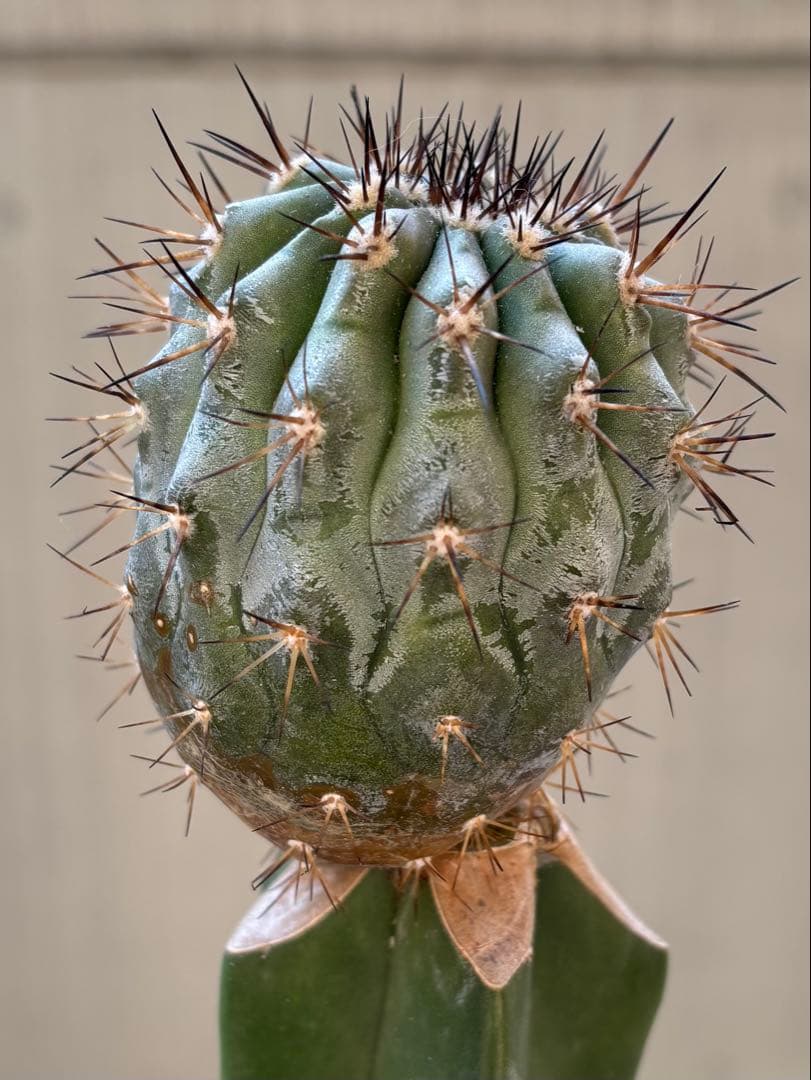 コピアポア 黒王丸 シネレア 接ぎ木 サボテン