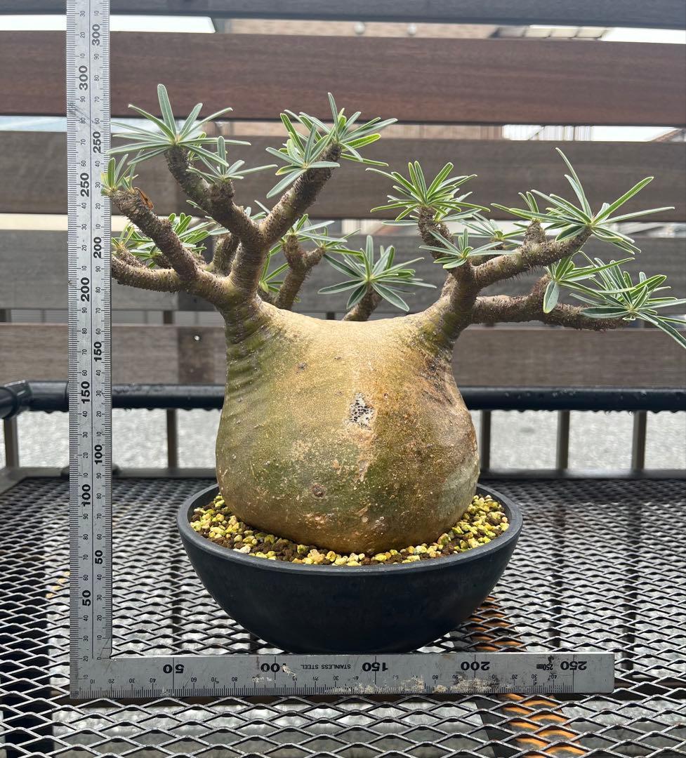 パキポディウム グラキリス 大株 検】パキプス コミフォラ