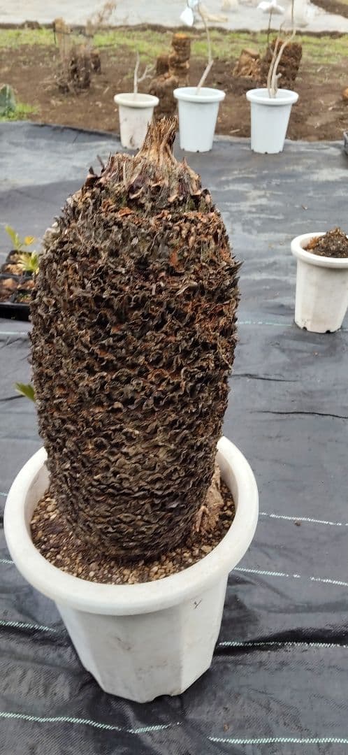 ソテツ 10号プラ鉢付き 高さ73cm程(鉢底から) 最大幹周り18cm程