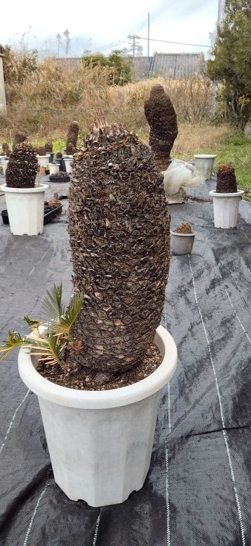 ソテツ 10号プラ鉢付き 高さ73cm程(鉢底から) 最大幹周り18cm程