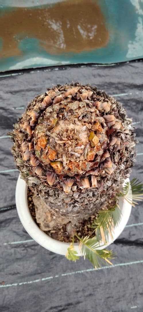 ソテツ 10号プラ鉢付き 高さ73cm程(鉢底から) 最大幹周り18cm程