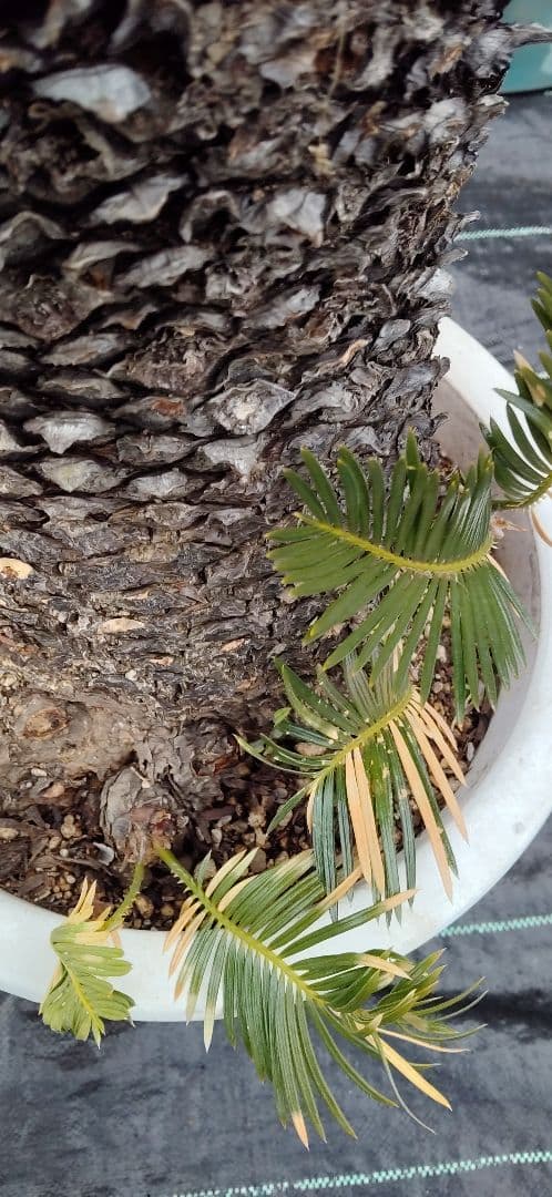 ソテツ 10号プラ鉢付き 高さ73cm程(鉢底から) 最大幹周り18cm程