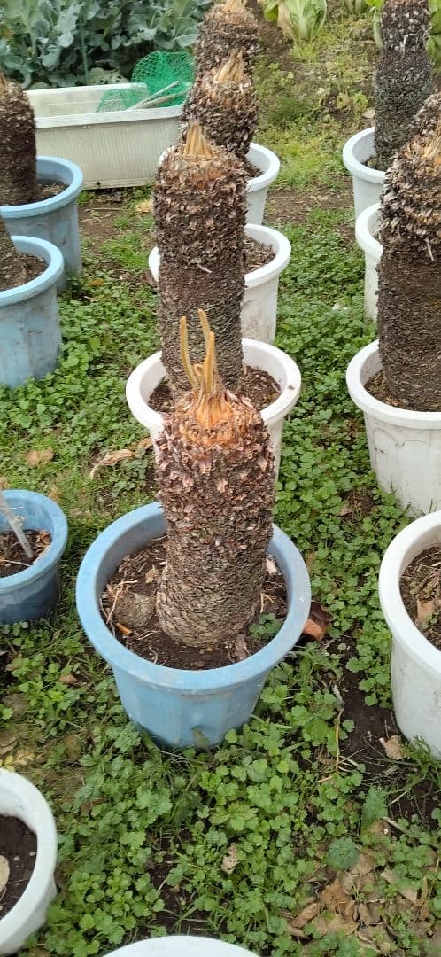 ソテツ 10号プラ鉢付き 高さ73cm程(鉢底から) 最大幹周り18cm程