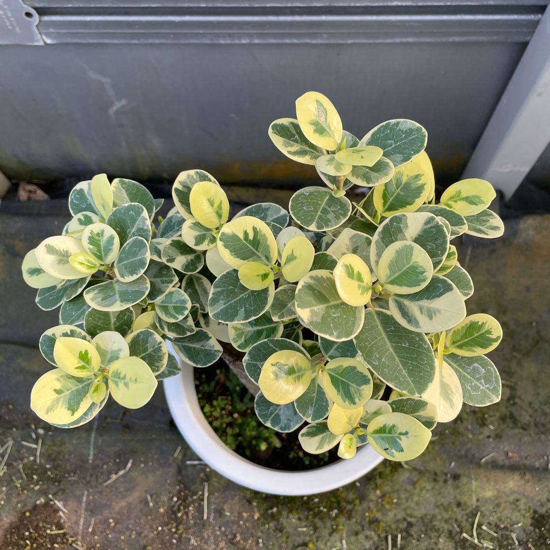 パンダガジュマル　斑入り　8号リン鉢