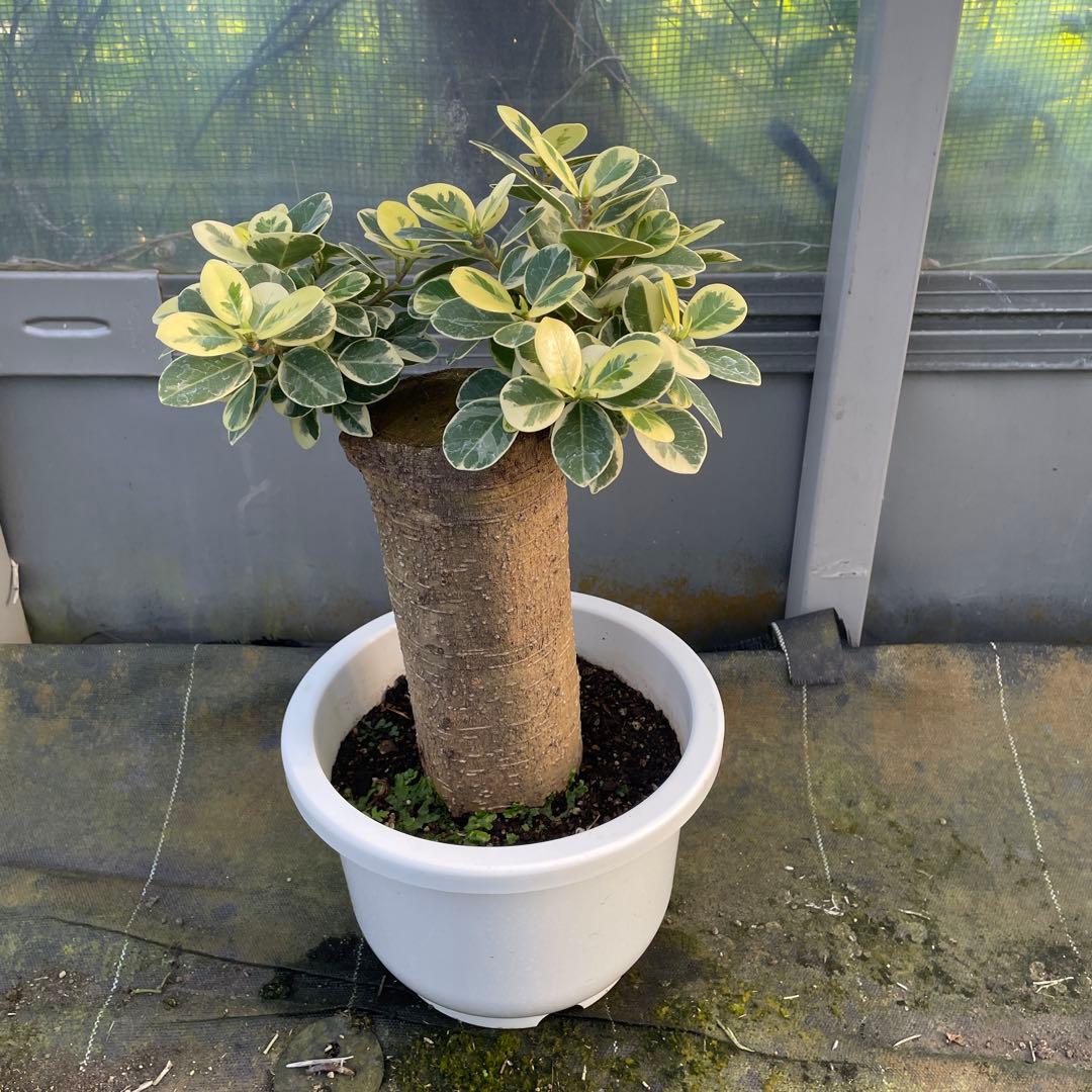 パンダガジュマル　斑入り　8号リン鉢