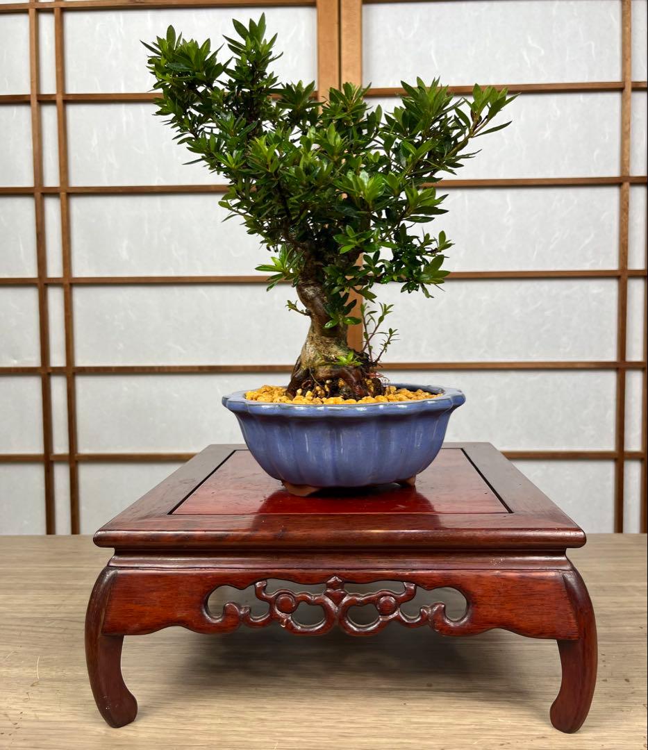 皐月 \"大盃(おおさかずき)\" 小品盆栽向け 素材