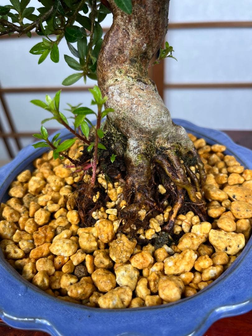 皐月 \"大盃(おおさかずき)\" 小品盆栽向け 素材