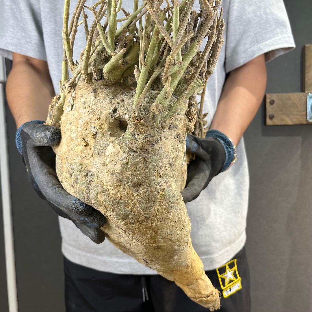 n*k様 15 激レア 超大株 アデニア ペチュエリー 現地球 鮮度抜群