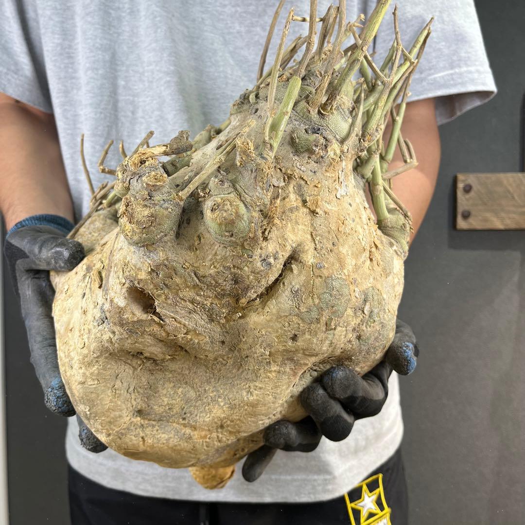 n*k様 15 激レア 超大株 アデニア ペチュエリー 現地球 鮮度抜群