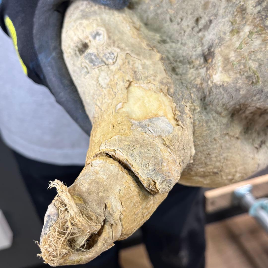 n*k様 15 激レア 超大株 アデニア ペチュエリー 現地球 鮮度抜群