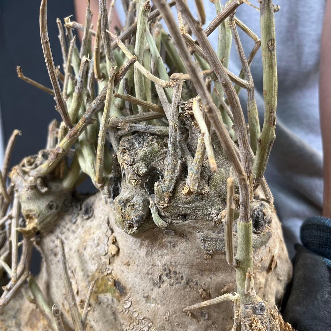 n*k様 15 激レア 超大株 アデニア ペチュエリー 現地球 鮮度抜群