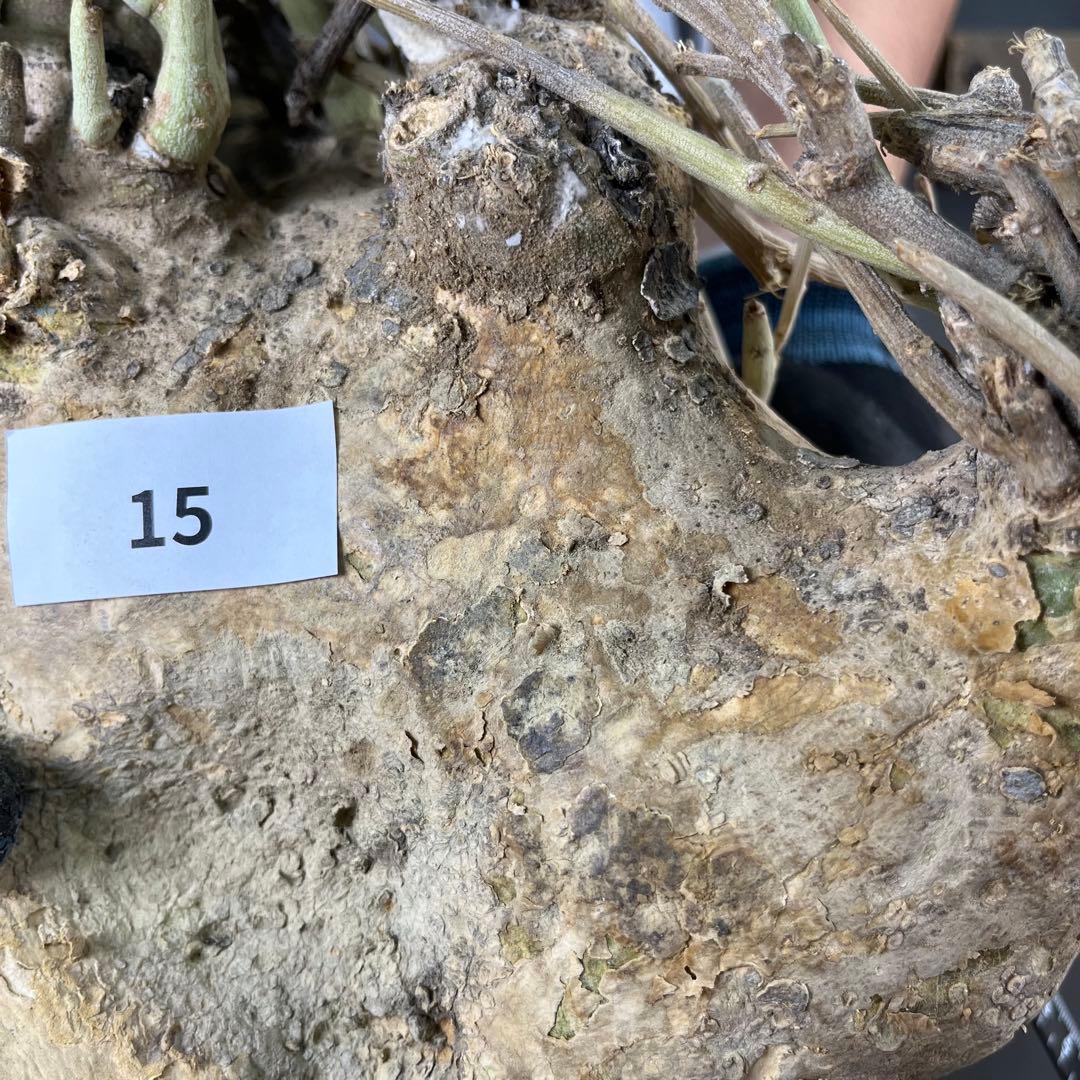 n*k様 15 激レア 超大株 アデニア ペチュエリー 現地球 鮮度抜群