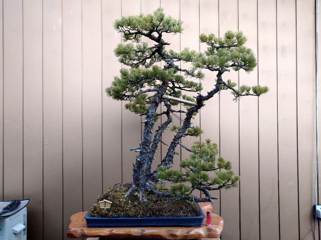 ※引取限定※　盆栽　吾妻五葉松