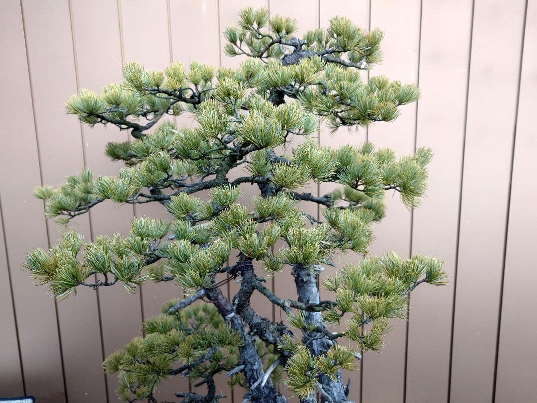 ※引取限定※　盆栽　吾妻五葉松