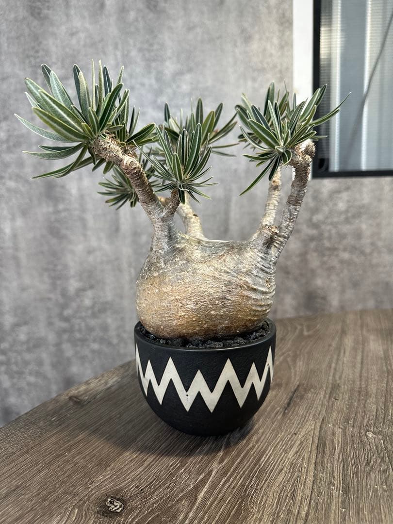 パキポディウム・グラキリス　valiem