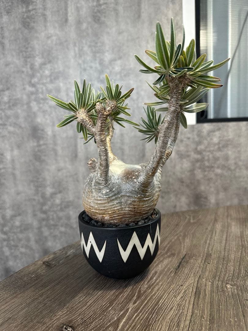 パキポディウム・グラキリス　valiem