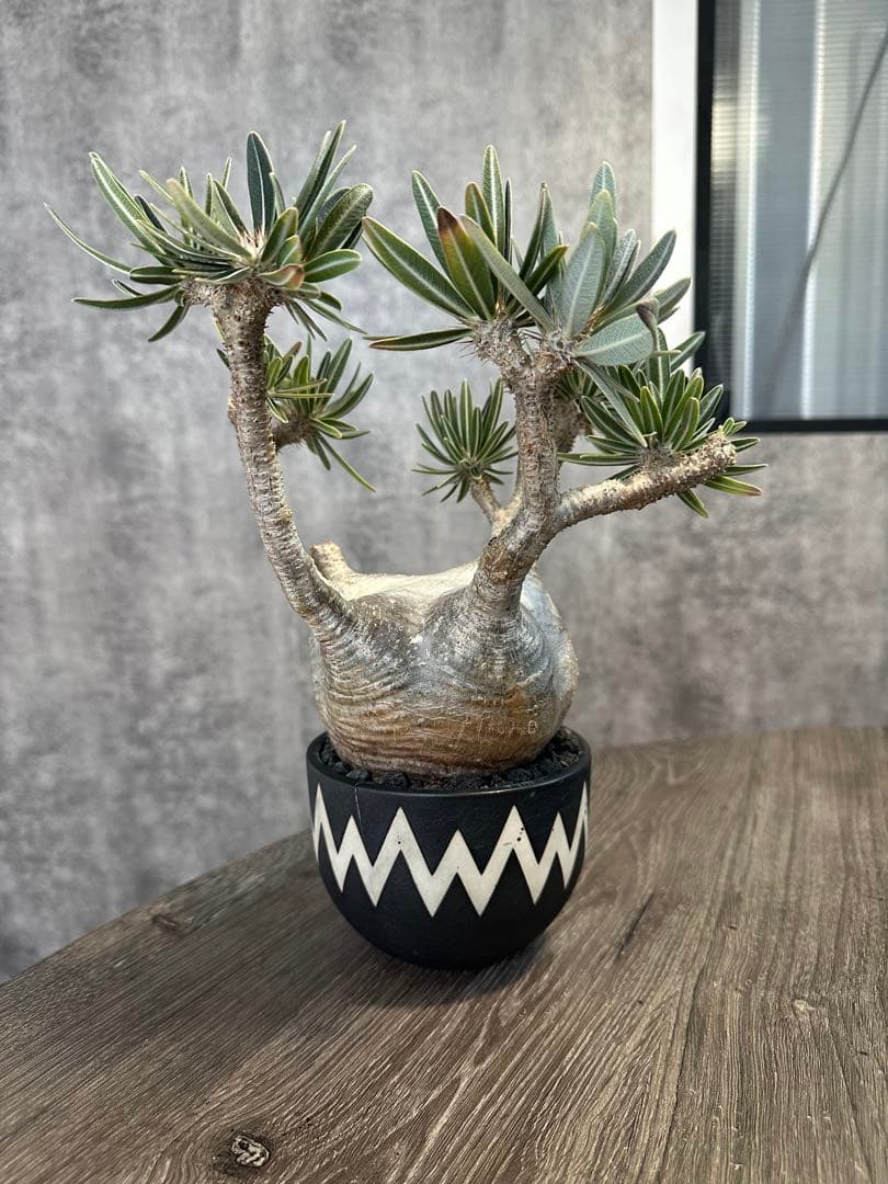 パキポディウム・グラキリス　valiem