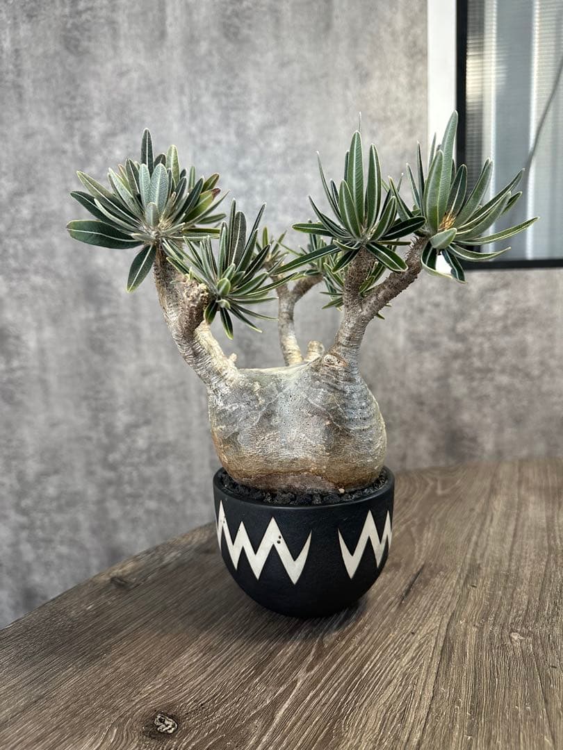 パキポディウム・グラキリス　valiem