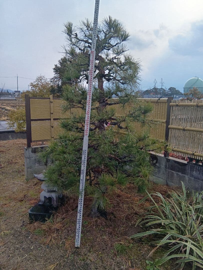 天目松（カッチョイイサイズ）