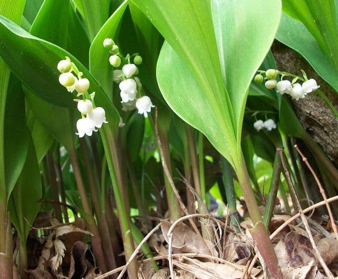 Anさん専用　日本すずらん 苗 芽 １２０個くらい