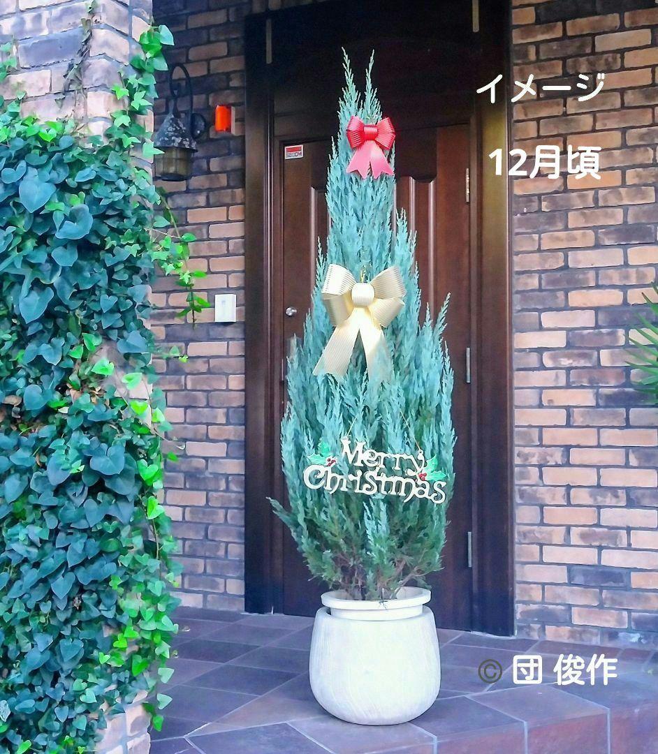 コニファー ムーングロー 180cm❗綺麗な樹形 シルバーリーフ 優良株