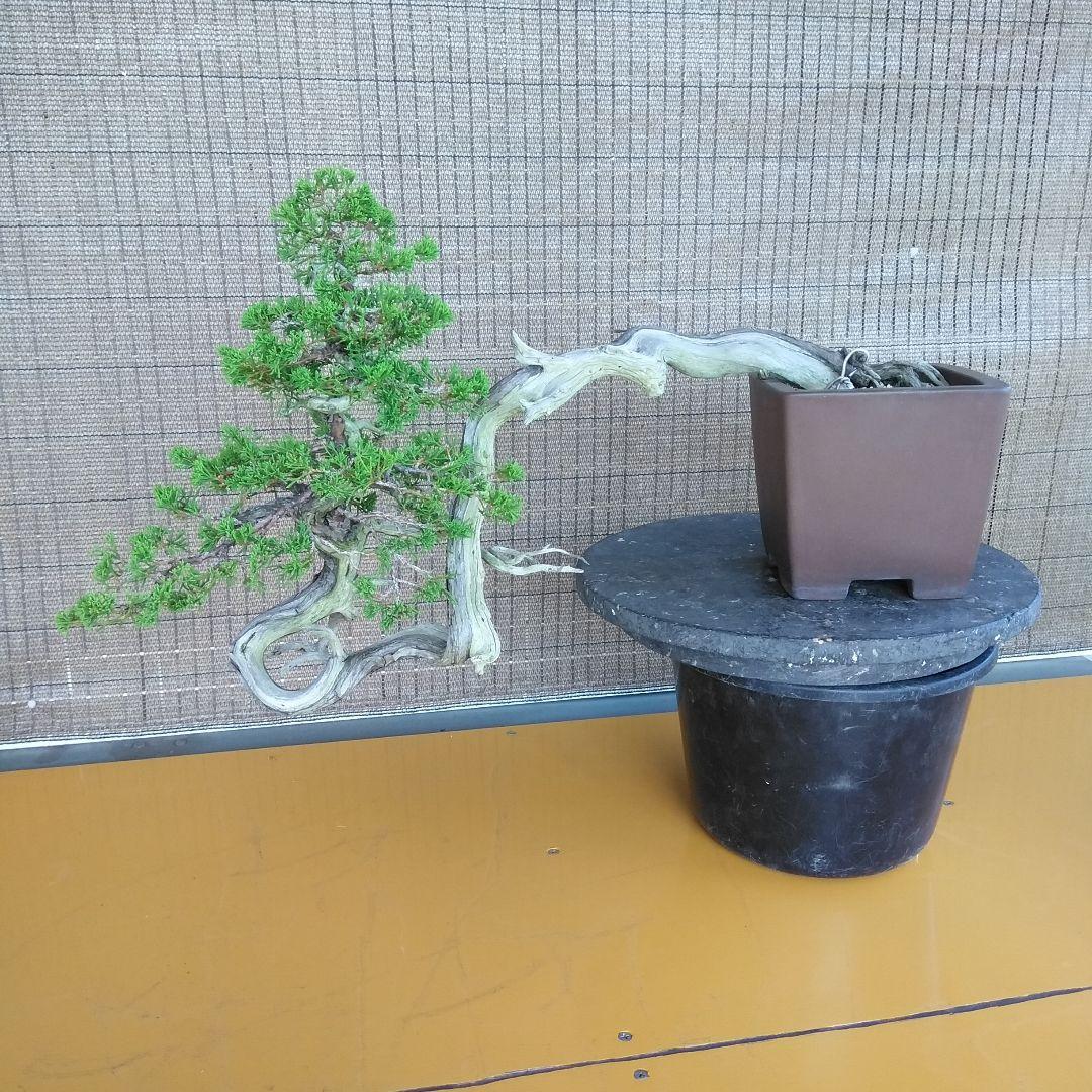 糸魚川真柏　　樹齢80～　撮影日2023,10,22日