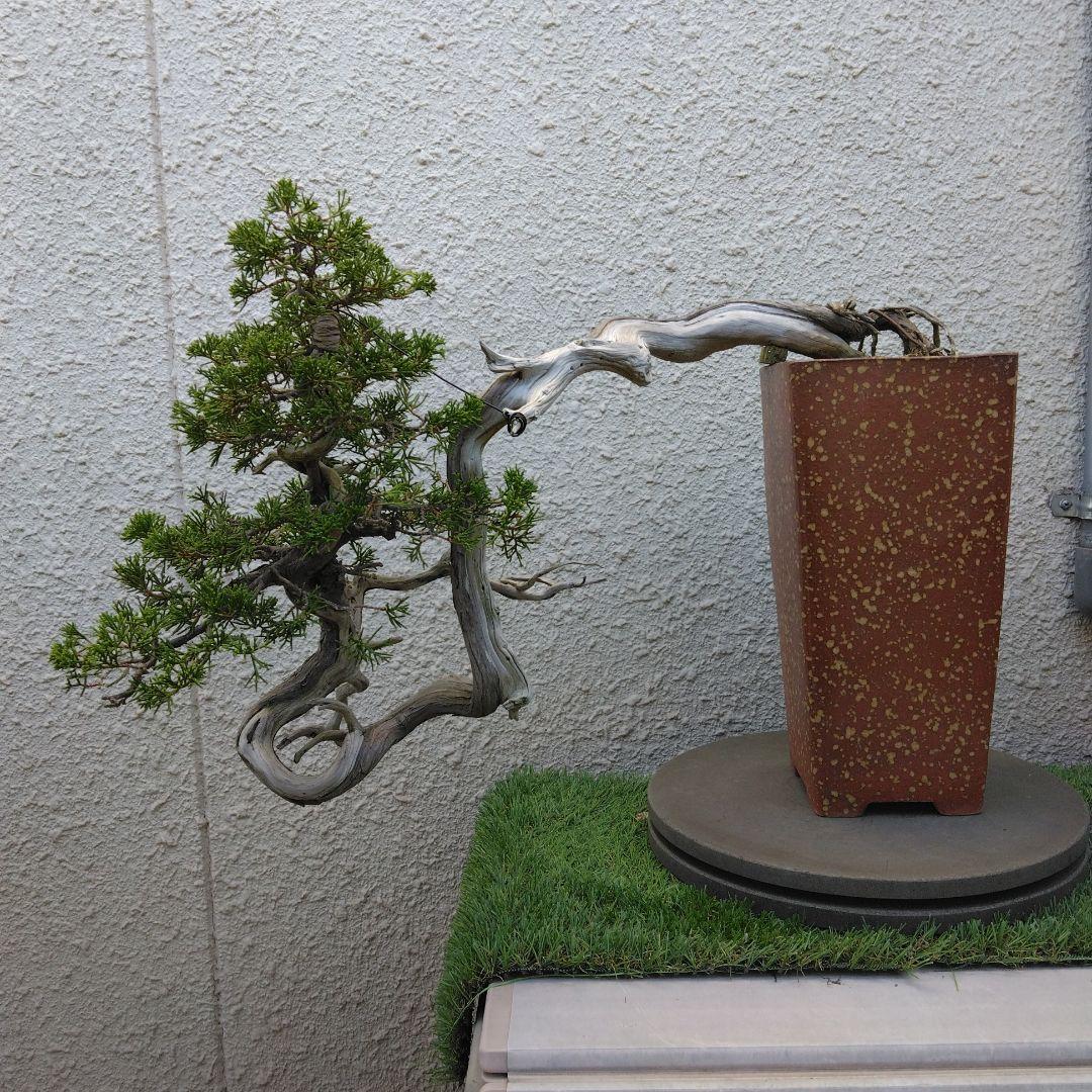 糸魚川真柏　　樹齢80～　撮影日2023,10,22日