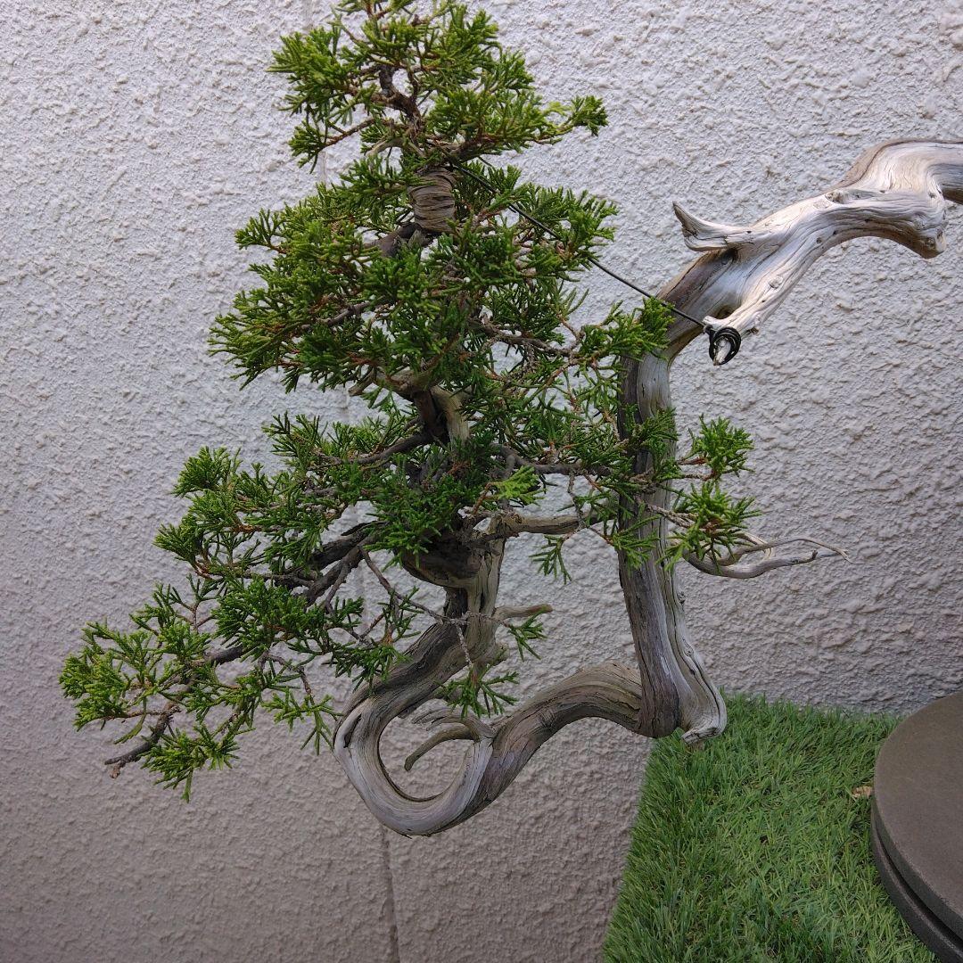 糸魚川真柏　　樹齢80～　撮影日2023,10,22日