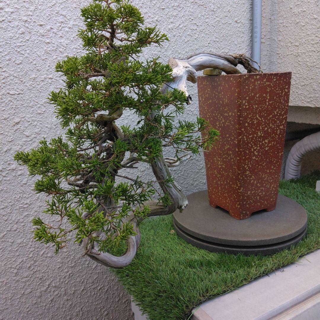 糸魚川真柏　　樹齢80～　撮影日2023,10,22日