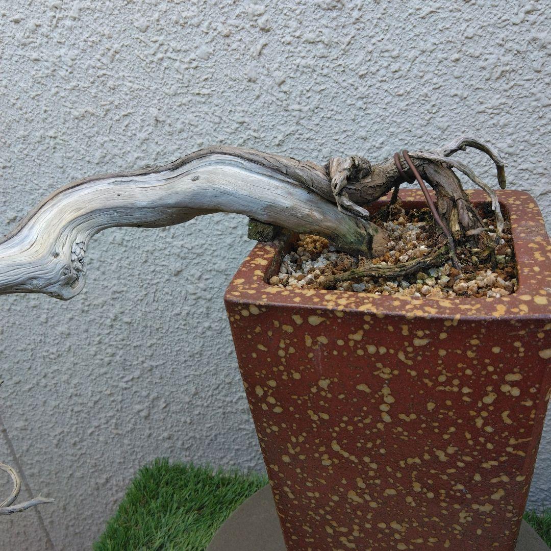 糸魚川真柏　　樹齢80～　撮影日2023,10,22日