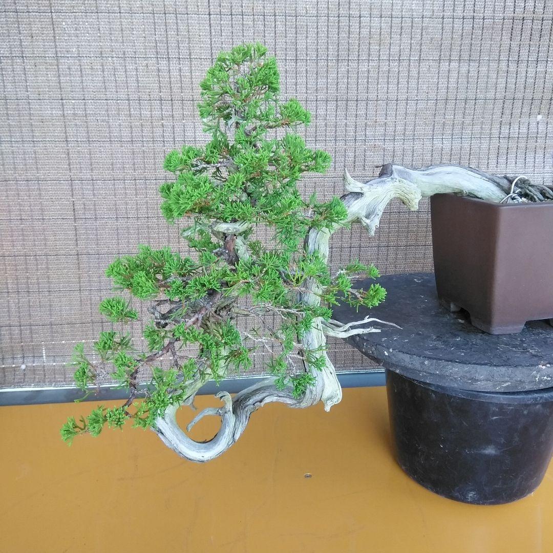 糸魚川真柏　　樹齢80～　撮影日2023,10,22日