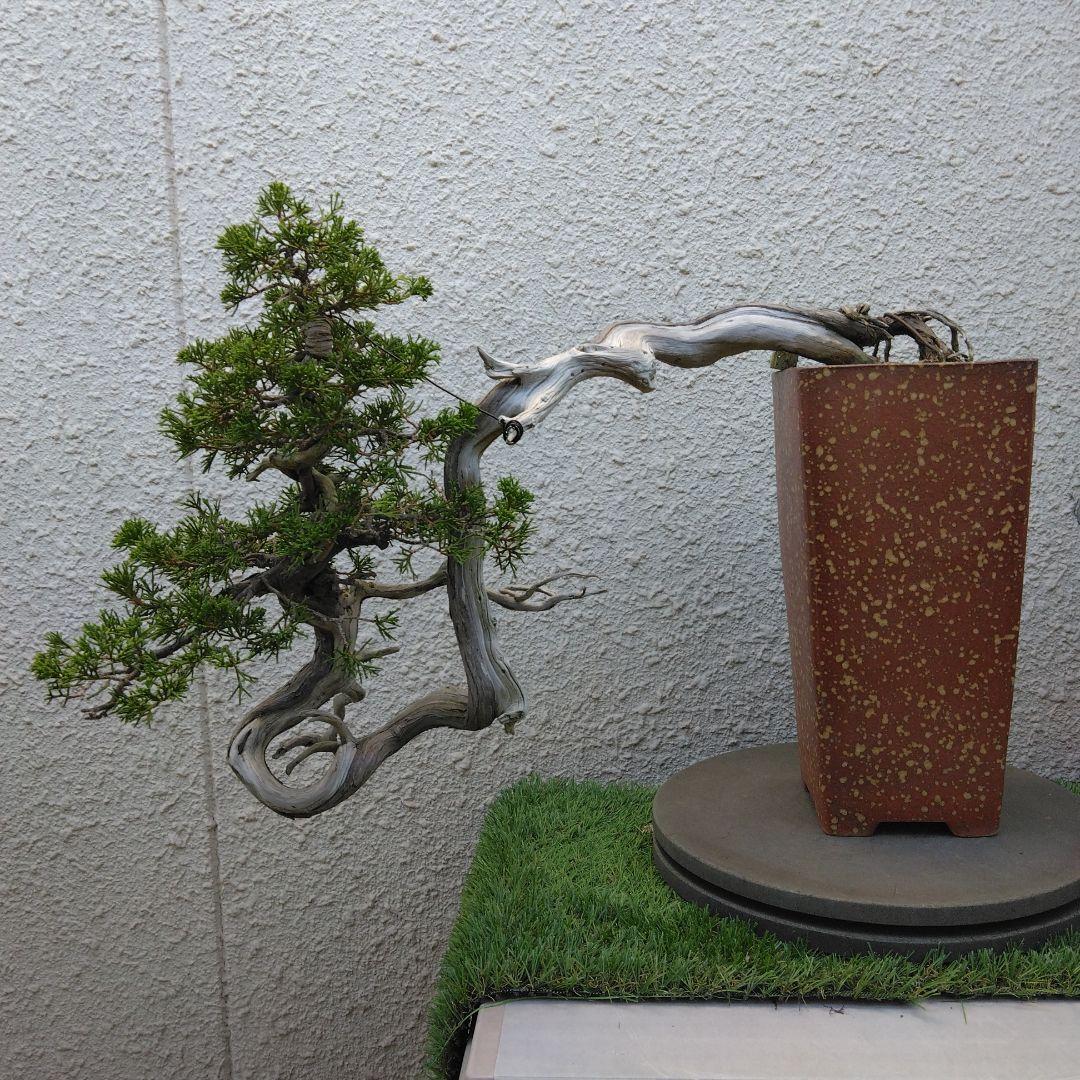 糸魚川真柏　　樹齢80～　撮影日2023,10,22日