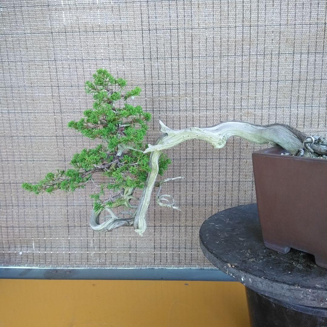 糸魚川真柏　　樹齢80～　撮影日2023,10,22日