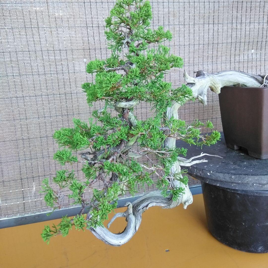 糸魚川真柏　　樹齢80～　撮影日2023,10,22日