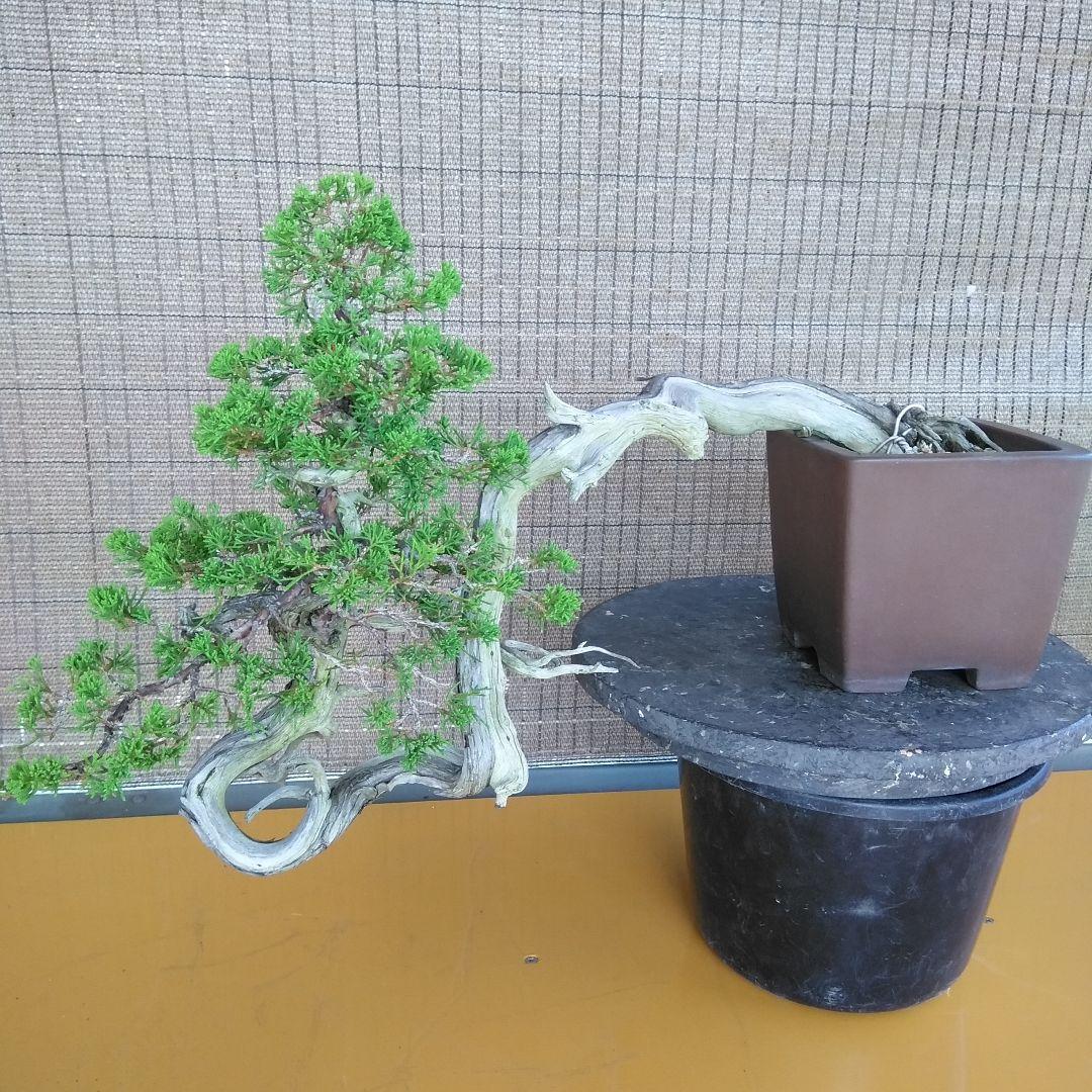 糸魚川真柏　　樹齢80～　撮影日2023,10,22日