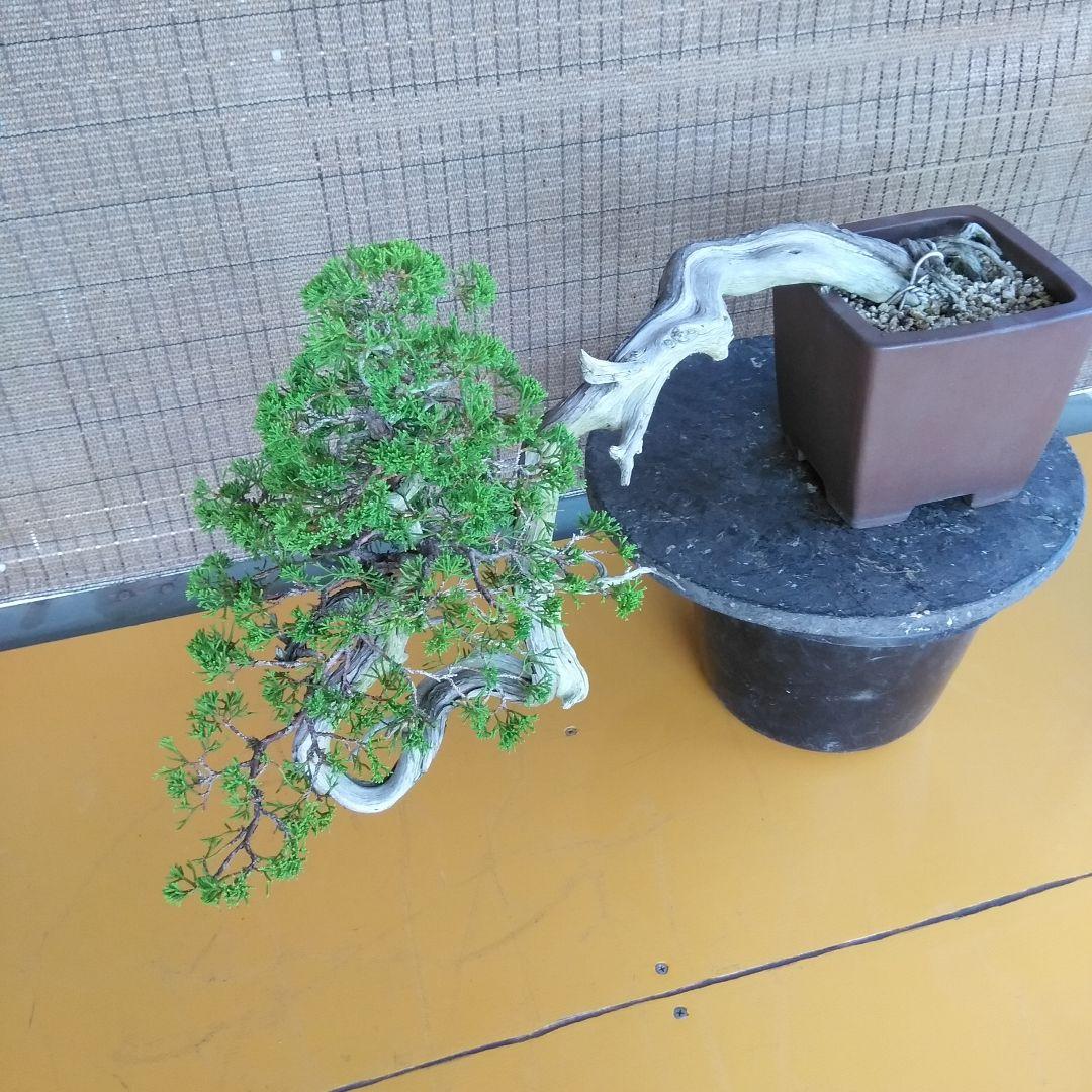 糸魚川真柏　　樹齢80～　撮影日2023,10,22日