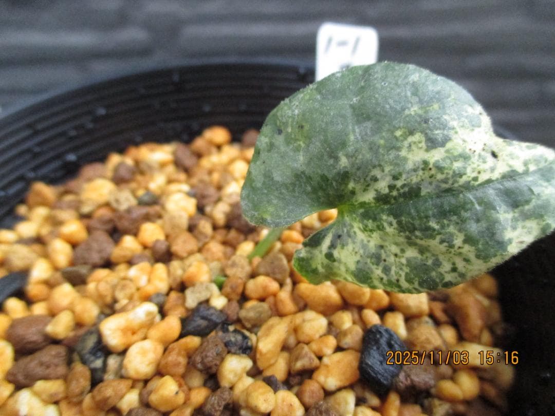 雲仙カンアオイ