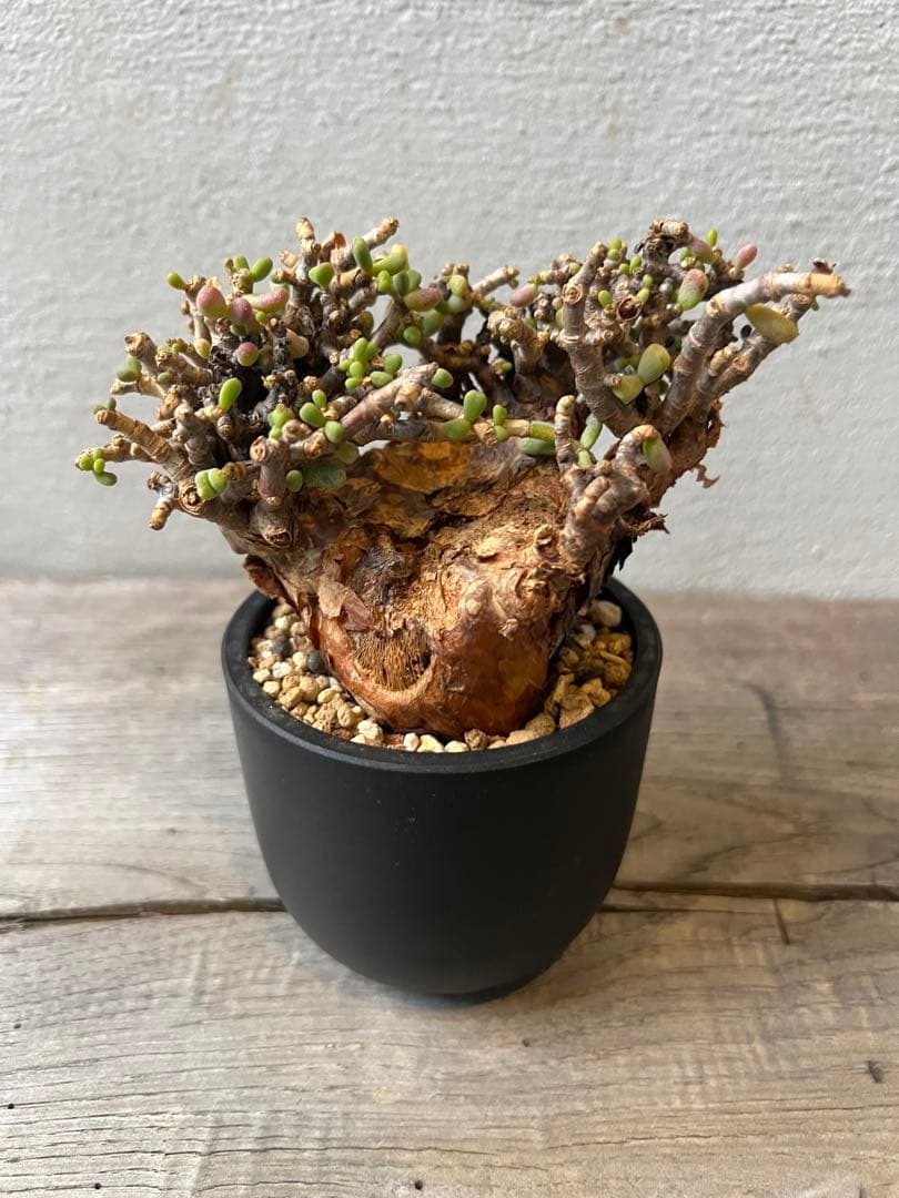 発根済　ケラリアピグマエア　ベアルート株　③