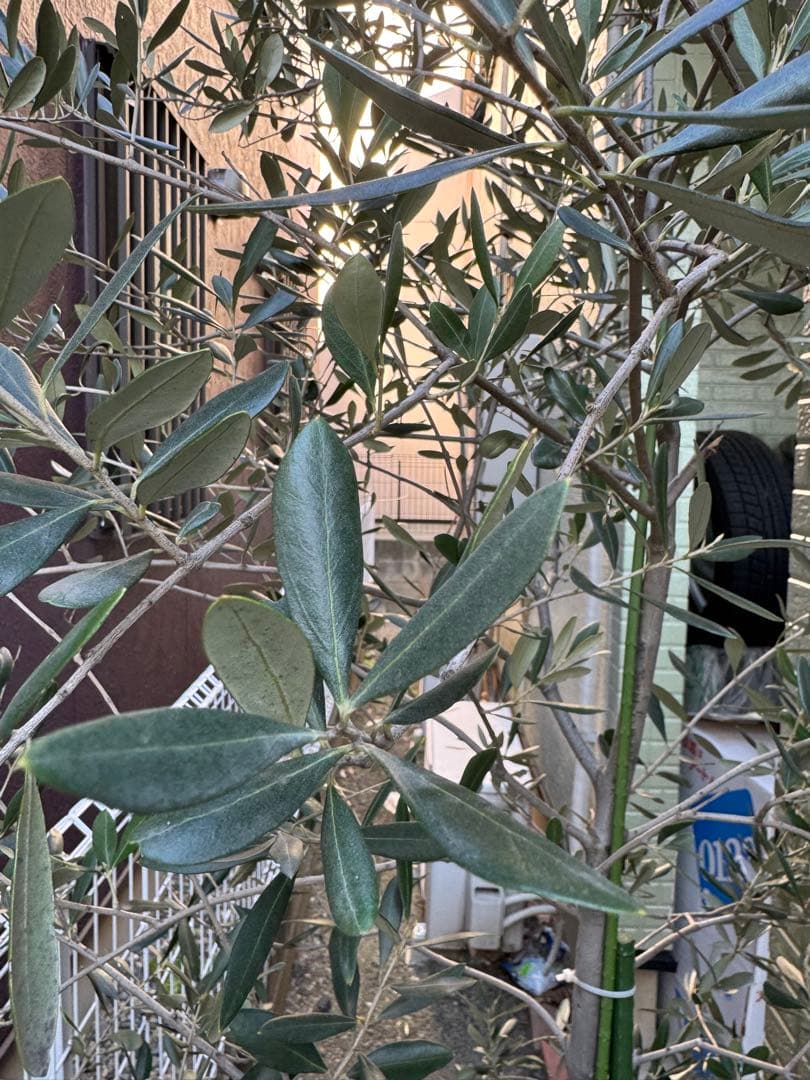 オリーブの木 約1.7メートル　枝振り良好　この大きさでは特価です！