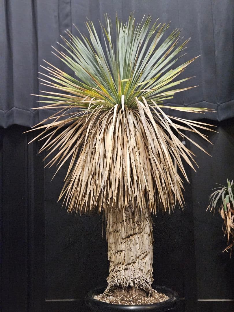 ユッカ ロストラータ 太株 (は)濃厚ブルー葉