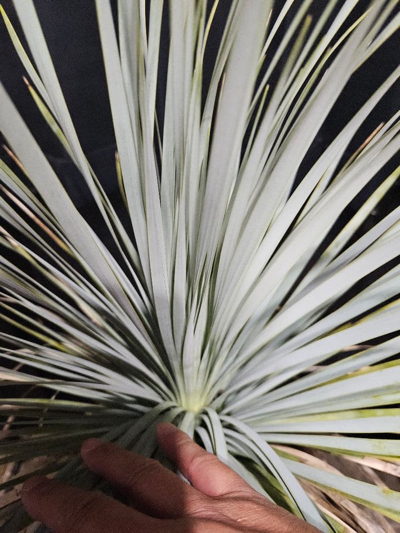 ユッカ ロストラータ 太株 (は)濃厚ブルー葉