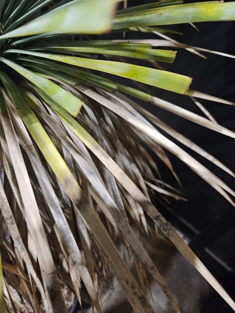 ユッカ ロストラータ 太株 (は)濃厚ブルー葉