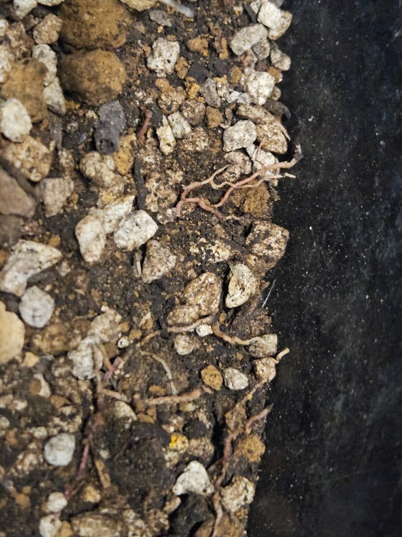 ユッカ ロストラータ 太株 (は)濃厚ブルー葉