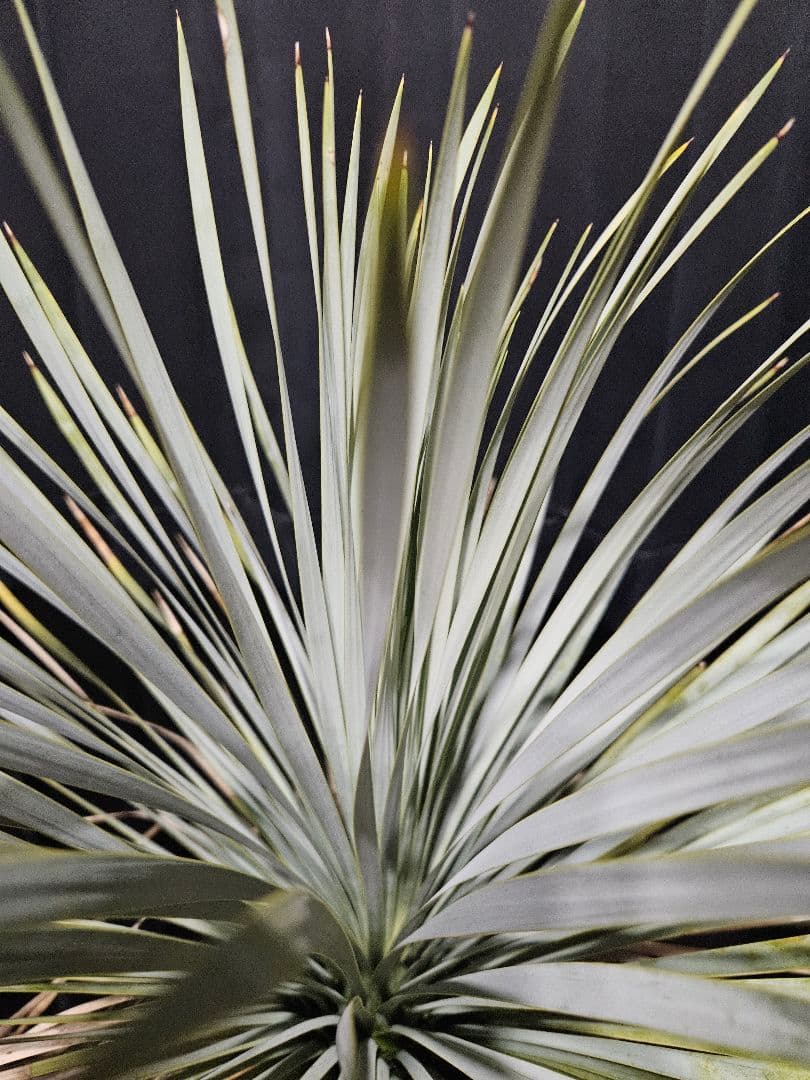 ユッカ ロストラータ 太株 (は)濃厚ブルー葉