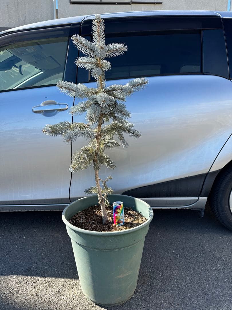 特大125cm プンゲンストウヒ　ホプシー　ガーデニング　シンボルツリー