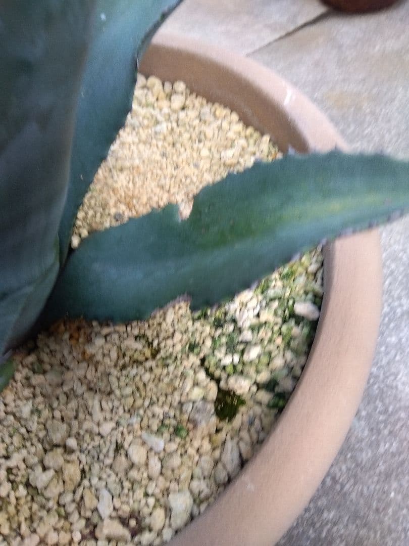 アガベ　ミラビリス　アトロビレンス　大株50センチ❗　な