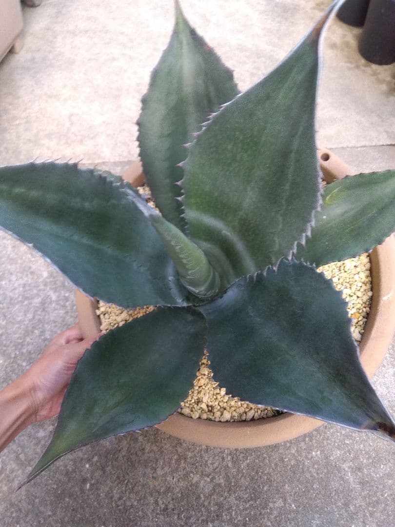 アガベ　ミラビリス　アトロビレンス　大株50センチ❗　な